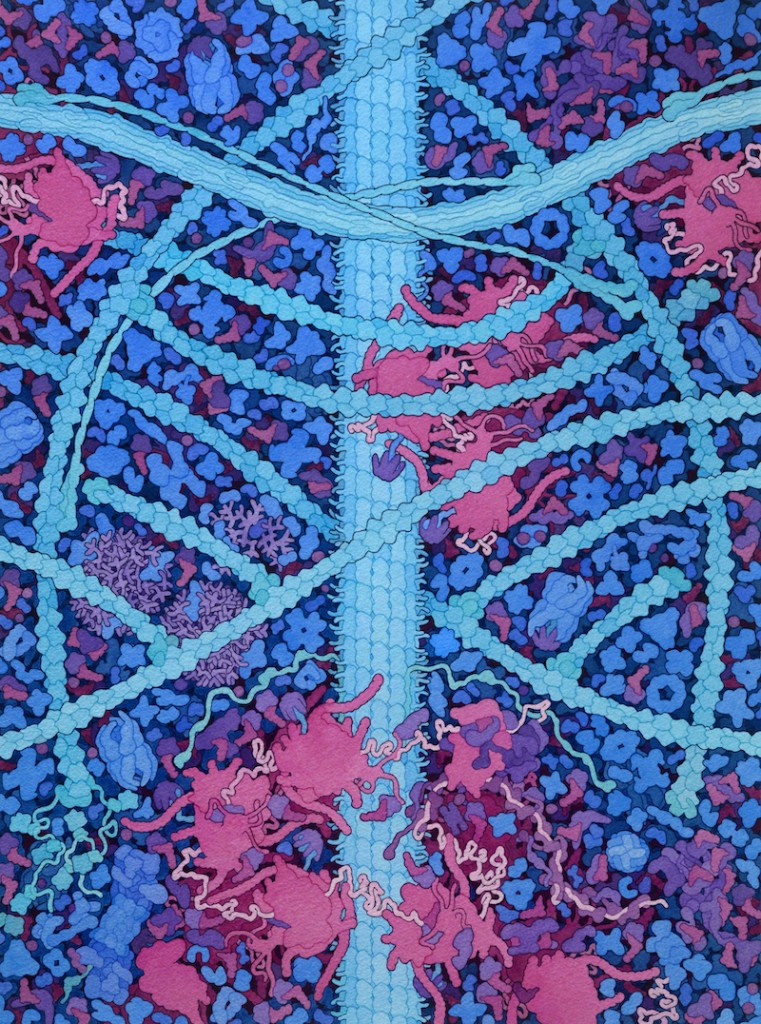 Cytoskeleton (2021)